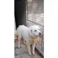 Foto dell\'animale Comune di Lauro - 380260170327038
