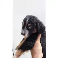 Foto dell\'animale Comune di Avella - 380260044977996