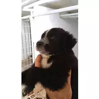 Foto dell\'animale Comune di Avella - 380260044977660
