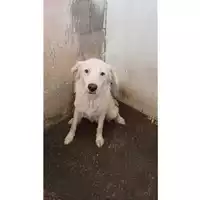 Foto dell\'animale Comune di Montoro - 380260044977841