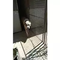 Foto dell\'animale Comune di Montoro - 380260044978210