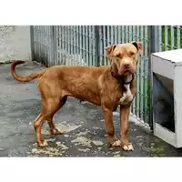Foto dell\'animale Comune di San Nicola La Strada - 380260043736269