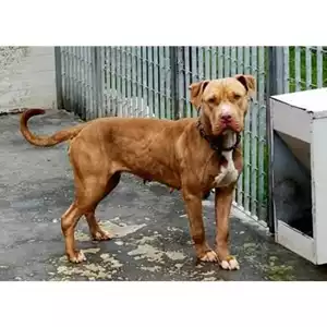 Comune di San Nicola La Strada - 380260043736269