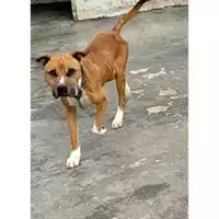Foto dell\'animale Comune di San Nicola La Strada - 380260100212768