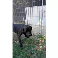Foto dell\'animale Comune di Lauro - 380260044958703
