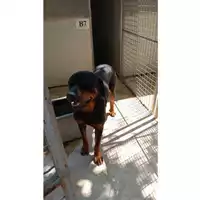 Foto dell\'animale Comune di Melito di Napoli - 380260045065840