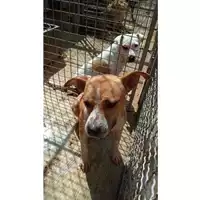 Foto dell\'animale Comune di Sant'Anastasia - 380260044783883