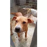 Foto dell\'animale Comune di Sant'Anastasia - 380260044783435