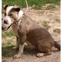Foto dell\'animale Comune di Montoro - 380260044959091