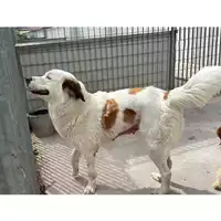Foto dell\'animale Comune di Saviano - 380260044783127