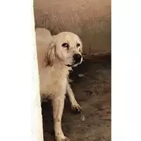 Foto dell\'animale Comune di San Martino Valle Caudina - 380260044958478