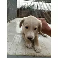 Foto dell\'animale Comune di Lauro - 380260044959446