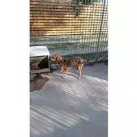Foto dell\'animale Comune di Lauro - 380260044657058