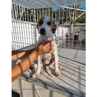 Foto dell\'animale Comune di Baiano - 380260044649148