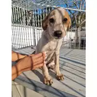 Foto dell\'animale Comune di Baiano - 380260044649206