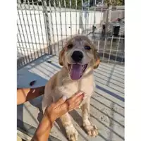 Foto dell\'animale Comune di Baiano - 380260044657085
