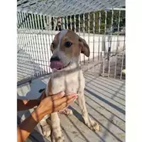 Foto dell\'animale Comune di Baiano - 380260044757208