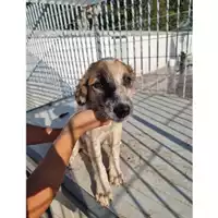 Foto dell\'animale Comune di Baiano - 380260044588422