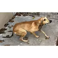 Foto dell\'animale Comune di Baiano - 380260044656997