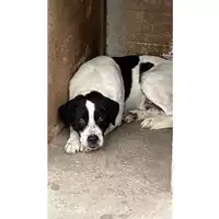 Foto dell\'animale Comune di Carbonara di Nola - 380260044782536
