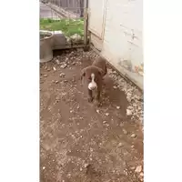 Foto dell\'animale Comune di Lauro - 380260044656879