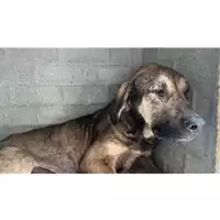 Foto dell\'animale Comune di Avella - 380260044657098