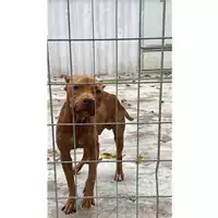 Foto dell\'animale Comune di Avella - 380260044947659