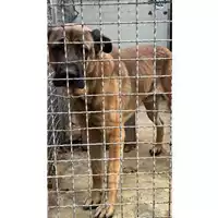 Foto dell\'animale Comune di Avella - 380260044948174