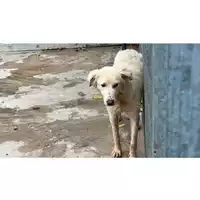 Foto dell\'animale Comune di Baiano - 380260044948036