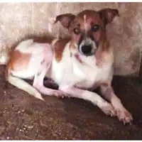 Foto dell\'animale Comune di Sant'Anastasia - 380260044786516