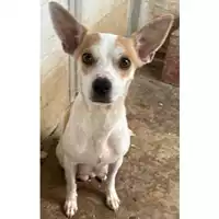 Foto dell\'animale Comune di San Paolo Belsito - 380260044783561