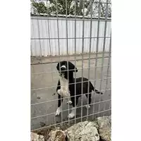 Foto dell\'animale Comune di Aquilonia - 380260044964330
