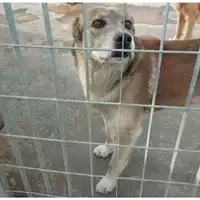 Foto dell\'animale Comune di Pago Del Vallo di Lauro - 380260044656645