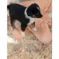 Foto dell\'animale Comune di Tufino - 380260044782827