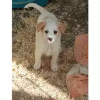 Foto dell\'animale Comune di Tufino - 380260044782472