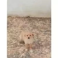 Foto dell\'animale Comune di Tufino - 380260044783231