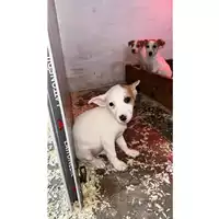 Foto dell\'animale Comune di Lauro - 380260044978511