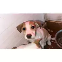 Foto dell\'animale Comune di Lauro - 380260044977709