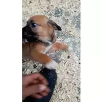 Foto dell\'animale Comune di Lauro - 380260044978086