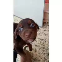 Foto dell\'animale Comune di Lauro - 380260044978188