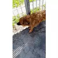 Foto dell\'animale Comune di San Martino Valle Caudina - 380260044963068