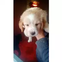 Foto dell\'animale Comune di Lauro - 380260044970057