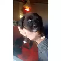 Foto dell\'animale Comune di Lauro - 380260044969539