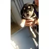 Foto dell\'animale Comune di Lauro - 380260044947883