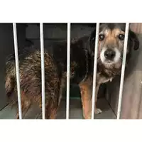 Foto dell\'animale Comune di Baiano - 380260044947609