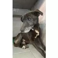 Foto dell\'animale Comune di Taurano - 380260044947487