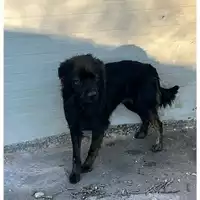 Foto dell\'animale Comune di Avella - 380260044948058