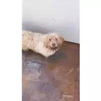 Foto dell\'animale Comune di Montoro - 380260044969816