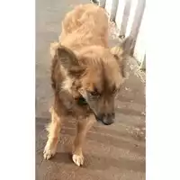 Foto dell\'animale Comune di Marzano di Nola - 380260044948267