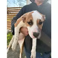 Foto dell\'animale Comune di Sant'Anastasia - 380260044784119